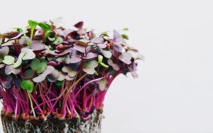 A bunch of purple and green microgreens that you can grow once you learn how to start a microgreens business.
